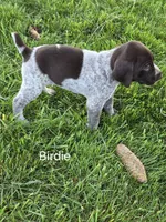 Birdie , a female German Shorthaired Pointer for sale in Elma, IA – 3 of 4
