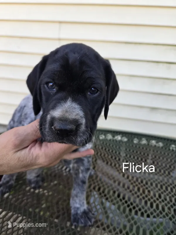Flicka  – German Shorthaired Pointer puppy for sale in Elma, IA