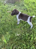 Dart, a male German Shorthaired Pointer for sale in Elma, IA – 2 of 3