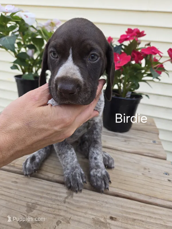 Birdie  – German Shorthaired Pointer puppy for sale in Elma, IA