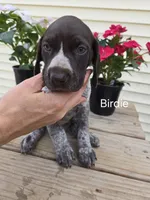Birdie , a female German Shorthaired Pointer for sale in Elma, IA – 1 of 5