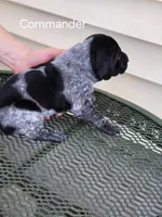 Commander , a male German Shorthaired Pointer for sale in Elma, IA – Photo 3 of 4