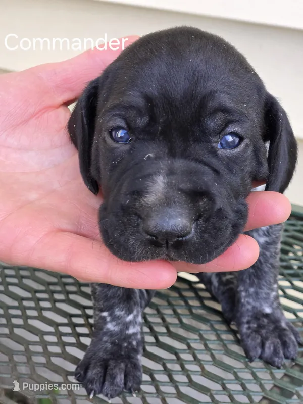 Commander  – German Shorthaired Pointer puppy for sale in Elma, IA