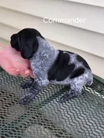 Commander , a male German Shorthaired Pointer for sale in Elma, IA – Photo 4 of 4
