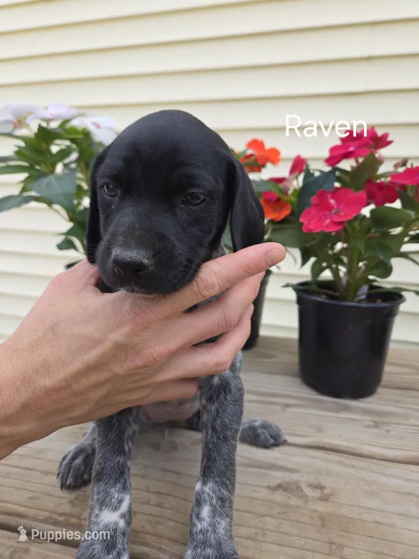 Raven – German Shorthaired Pointer puppy for sale in Elma, IA