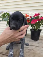 Raven, a female German Shorthaired Pointer for sale in Elma, IA – 1 of 6