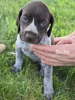 Birdie , a female German Shorthaired Pointer for sale in Elma, IA – 2 of 4