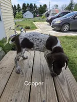 Copper , a male German Shorthaired Pointer for sale in Elma, IA – 6 of 6