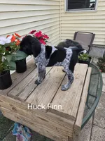 Huck Finn , a male German Shorthaired Pointer for sale in Elma, IA – 4 of 7