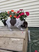 Maple, a female German Shorthaired Pointer for sale in Elma, IA – 3 of 5