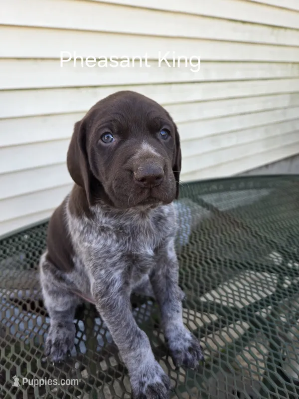 Pheasant King  – German Shorthaired Pointer puppy for sale in Elma, IA