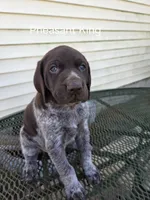 Pheasant King , a male German Shorthaired Pointer for sale in Elma, IA – 1 of 4
