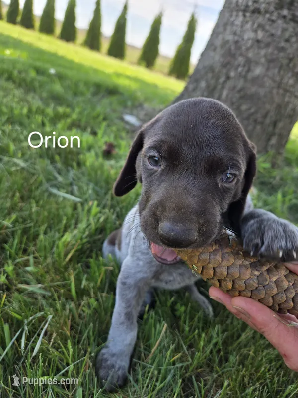 Orion  – German Shorthaired Pointer puppy for sale in Elma, IA