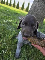 Orion , a male German Shorthaired Pointer for sale in Elma, IA – 1 of 4