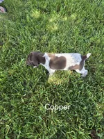 Copper , a male German Shorthaired Pointer for sale in Elma, IA – 4 of 4
