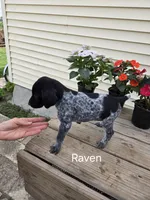 Raven, a female German Shorthaired Pointer for sale in Elma, IA – 3 of 6