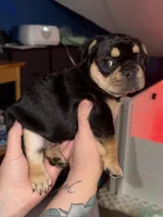 Female frenchie, a female French Bulldog for sale in Springfield, OH – Photo 2 of 3