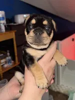 Female frenchie, a female French Bulldog for sale in Springfield, OH – Photo 3 of 3