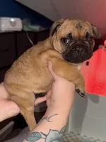 Female frenchie, a female French Bulldog for sale in Springfield, OH – Photo 2 of 3