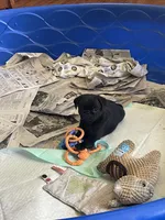 Gunner, a male Pug for sale in Bryant, IN – Photo 2 of 3