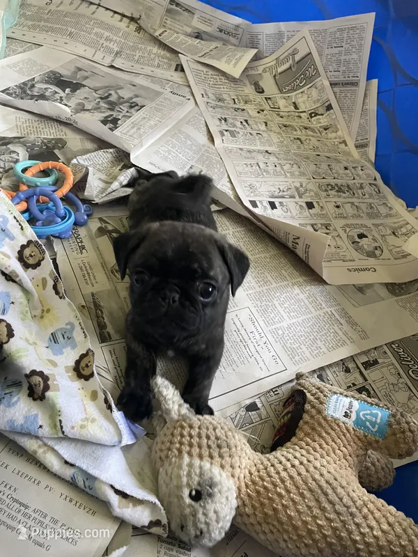 Gunner – Pug puppy for sale in Bryant, IN