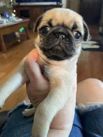 Salem, a female Pug for sale in Bryant, IN – 4 of 4
