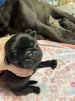 Josie, a male Pug for sale in Bryant, IN – Photo 2 of 2