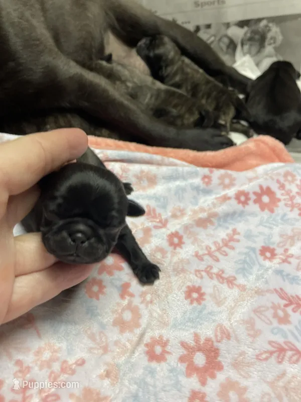 Josie, a male Pug for sale in Bryant, IN – Photo 1 of 2