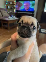 Salem, a female Pug for sale in Bryant, IN – 2 of 4