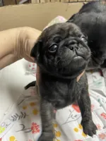 Hank, a male Pug for sale in Bryant, IN – Photo 6 of 6