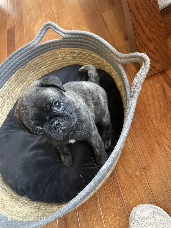 Hank – Pug puppy for sale in Bryant, IN