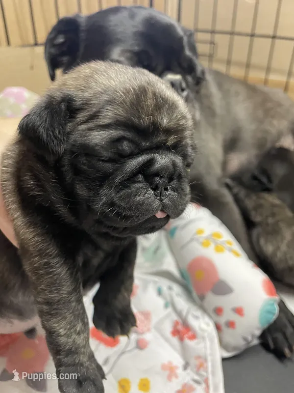 Hank – Pug puppy for sale in Bryant, IN
