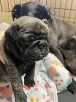 Hank, a male Pug for sale in Bryant, IN – Photo 4 of 6