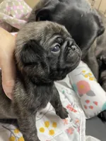 Hank, a male Pug for sale in Bryant, IN – Photo 5 of 6
