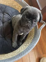 Hank, a male Pug for sale in Bryant, IN – Photo 2 of 6