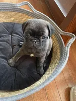 Hank, a male Pug for sale in Bryant, IN – Photo 3 of 6