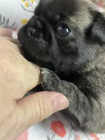 Chunk, a male Pug for sale in Bryant, IN – Photo 3 of 10
