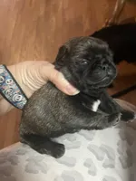 Chunk, a male Pug for sale in Bryant, IN – Photo 10 of 10
