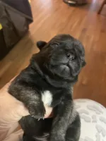 Chunk, a male Pug for sale in Bryant, IN – Photo 7 of 10