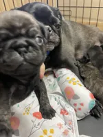 Chunk, a male Pug for sale in Bryant, IN – Photo 6 of 10