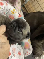 Chunk, a male Pug for sale in Bryant, IN – Photo 2 of 10