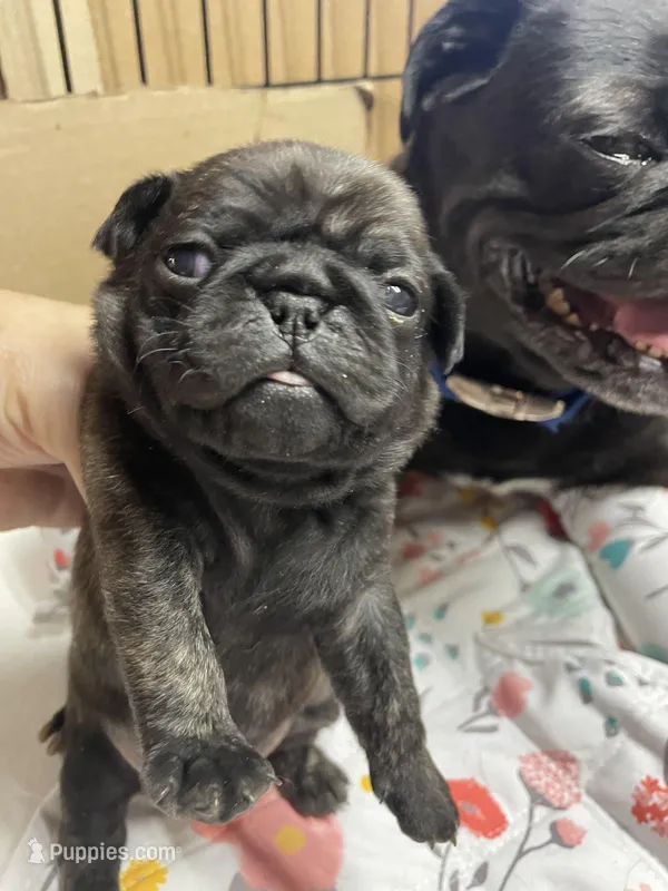 Chunk – Pug puppy for sale in Bryant, IN
