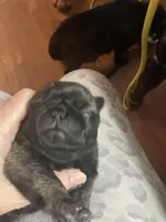 Chunk, a male Pug for sale in Bryant, IN – Photo 9 of 10