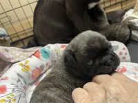 Chunk, a male Pug for sale in Bryant, IN – Photo 5 of 10
