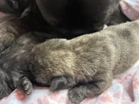 Chunk, a male Pug for sale in Bryant, IN – Photo 1 of 2