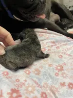 Chunk, a male Pug for sale in Bryant, IN – Photo 2 of 2