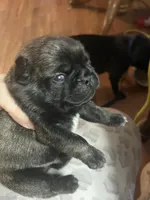 Chunk, a male Pug for sale in Bryant, IN – Photo 8 of 10