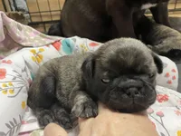 Chunk, a male Pug for sale in Bryant, IN – Photo 4 of 10