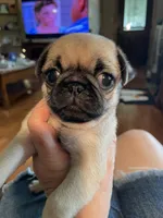 Salem, a female Pug for sale in Bryant, IN – 1 of 4