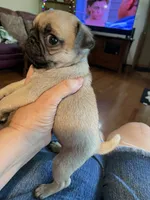 Salem, a female Pug for sale in Bryant, IN – 3 of 4